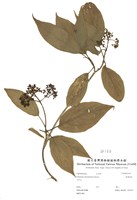 藏品(臺灣莢蒾)的圖片